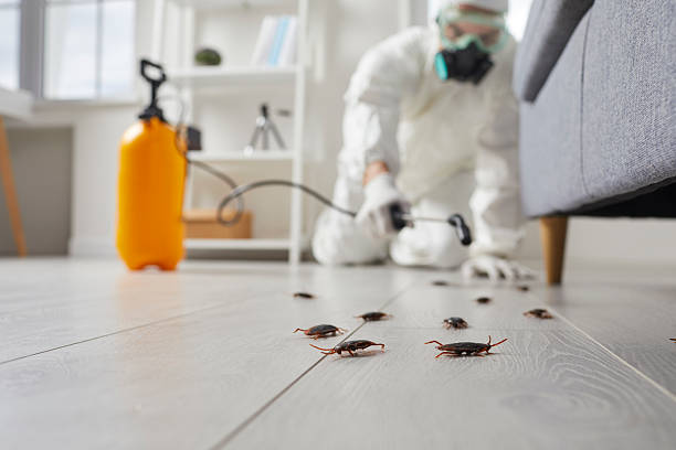 Commercial Kitchen Cockroach Control in Plymouth
